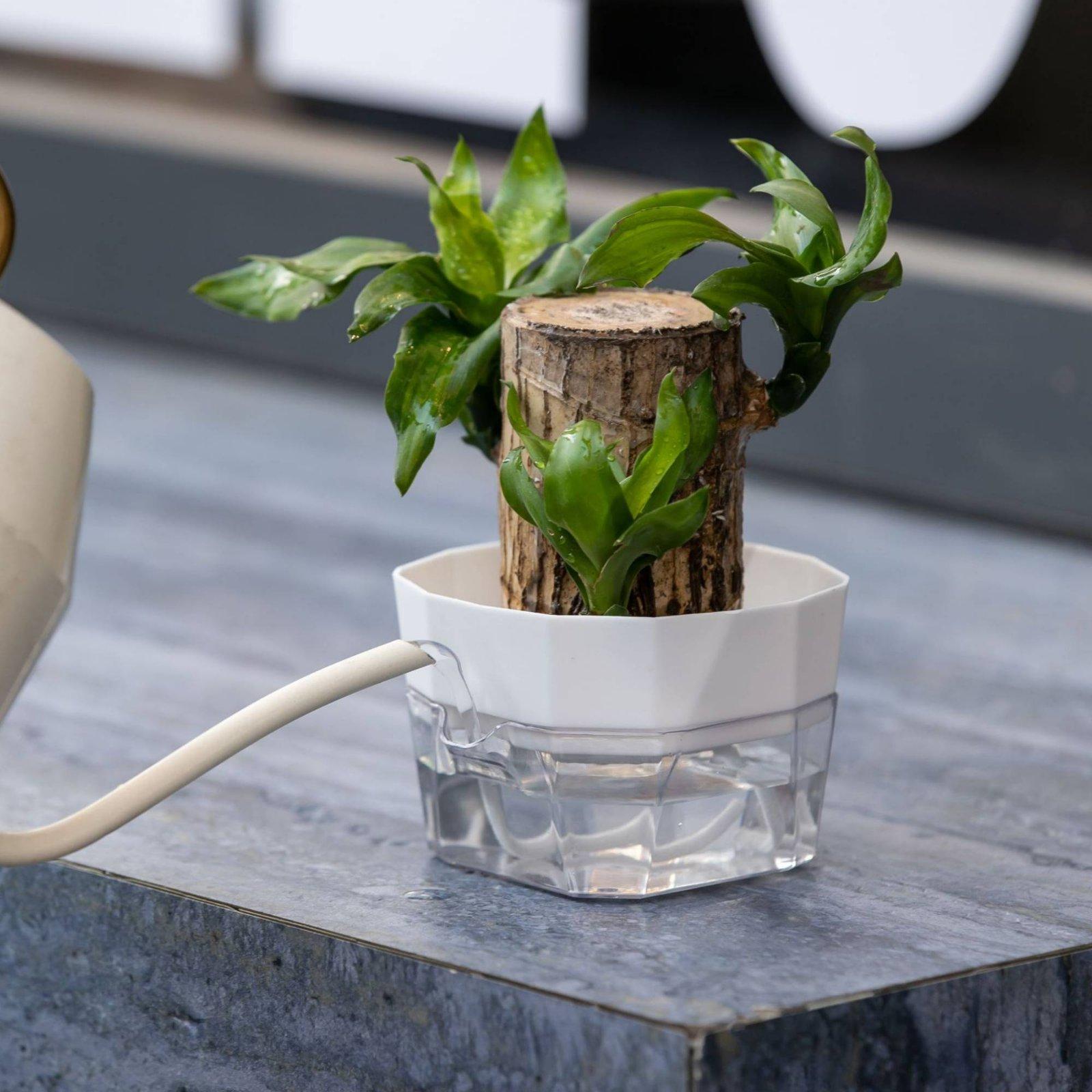 Wazon hydroponiczny dwuwarstwo – Vase Decor recenzja i cena